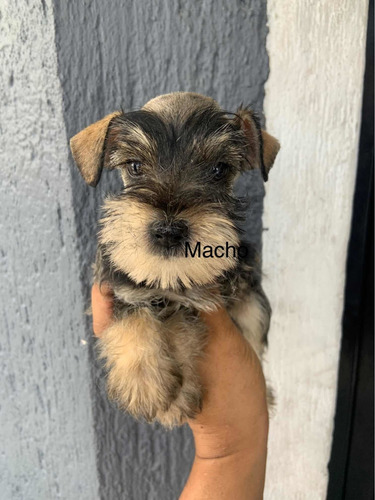 Schnaucer, Schnauzer