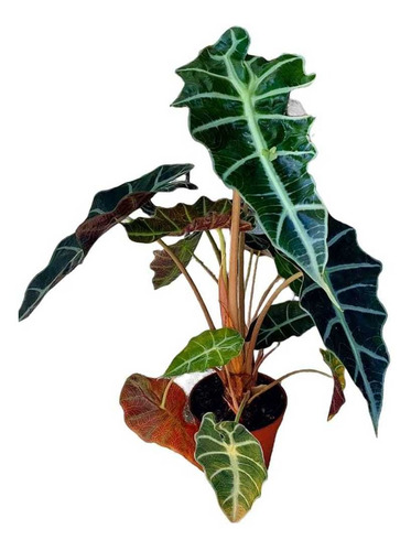 Kit 1 Und Begonia Maculata Exótica 1 Und Alocasia Black