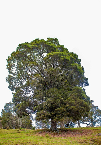 Roble De Tierra Fría Quercus Humboldtii 1 Plántula.