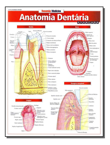 Libro Resumao Medicina Anatomia Dentaria Avancada De Perez V