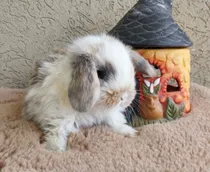 Comprar Conejitos Holland Lop Mini Belier Holandés Enanos De Orejas