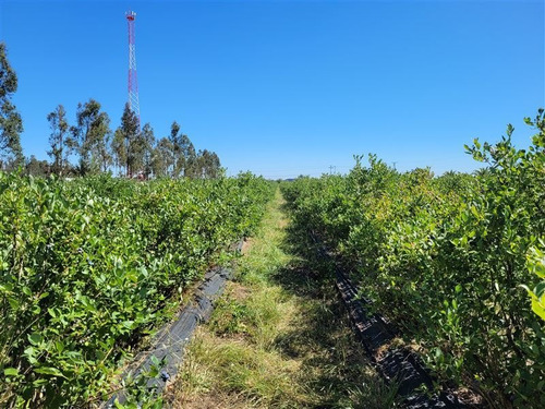 Imagen 8 de 18 de Agrícola En Venta En Ñiquén