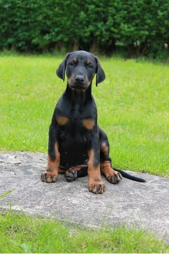 Cachorro Doberman Perrito Doverman Puppy Dobermen Cachorrito