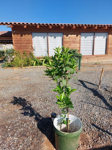 Hermosa Parcela, Arboles Frutales, Paltos Y Otros