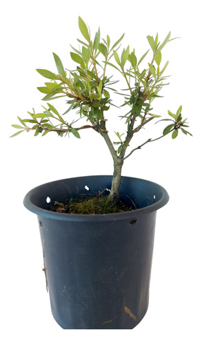 Pre Bonsai Azaléia Anã Cor Rosa 03 Anos (cod.039)