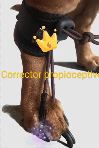 Corrector Propioceptivo Canino. 