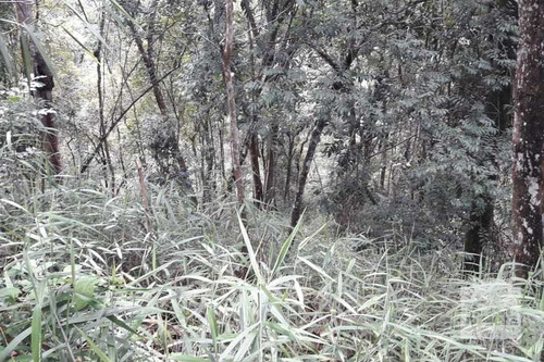 Imagem 3 de 4 de Lote À Venda No Arvoredo - Código 274040 - 274040