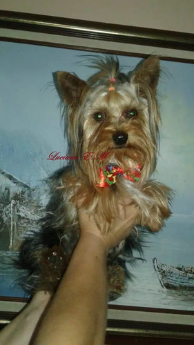 Yorkshire Terrier Bello Cachorrito 550 Yorky Mini Toy Puro