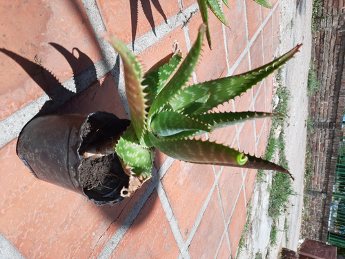 Imagen 3 de 10 de Planta Aloe Vera Medicinal: Envio Gratis Solo Montevideo