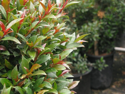 Eugenia Myrtifolia Arbusto Para Cerco E10