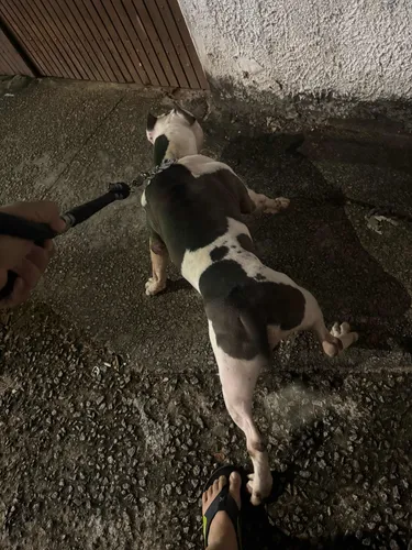 Cachorro Pitibul