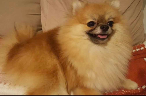 Spitz Alemão Anão Fêmea Laranja