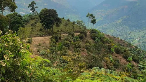 Vendo Finca De 45 Hectares O 71 Cuadras Sembradas En Aguacate Hass En Genova Quindio