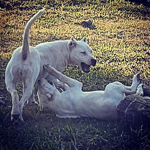 Dogo Argentino