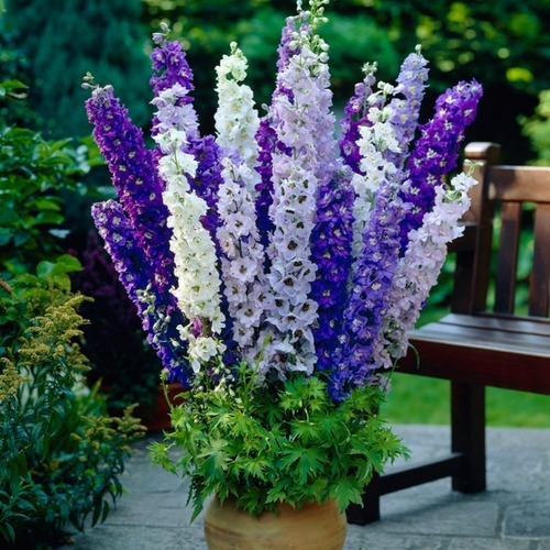 100 Sementes Delphinium  Rocket Larkspur Esporinha Singela