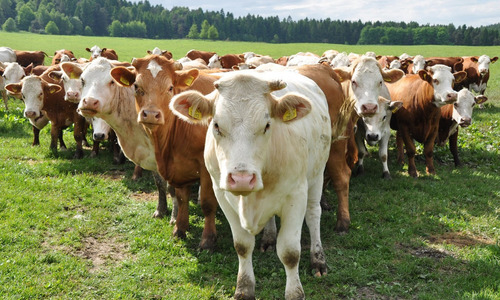 Corrida Financiera Para Proyecto Engorda De Bovinos