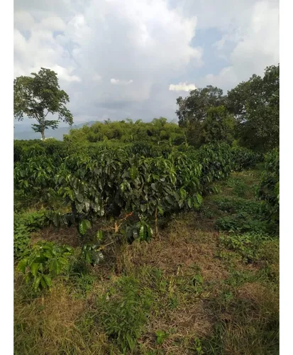Venta Finca Circasia Via Armenia - 14 Cuadras