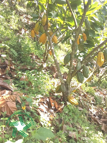 Imagen 13 de 22 de Finca Productiva A La Venta Via A Marsella