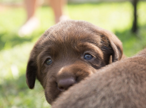 Cachorros Labrador Criadero Premium Rural En La Plata