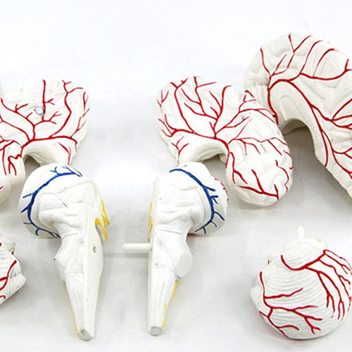 Modelo De Anatomía Cerebro Práctico Escultura 3d 7 Piezas