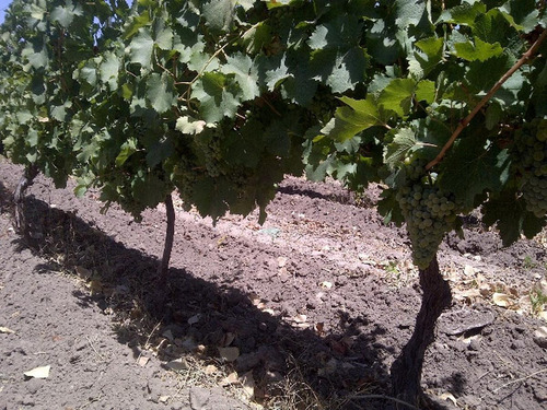 Imagen 7 de 17 de Fincas - Cuadro Benegas