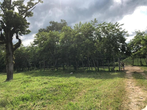 Terreno  De 190 Hectáreas Cerca De Palenque