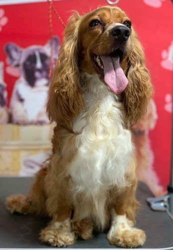 Imagen 7 de 10 de Cachorros Cocker Spaniel English
