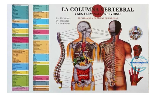 Poster De La Columna Vertebral Y Sus Terminaciones Nerviosas