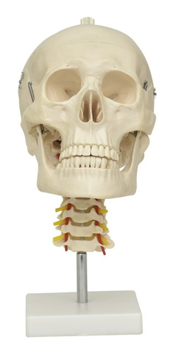 Zeigen Modelo Anatómico Del Cráneo Con Cuello