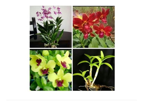13 Mudas De Orquídea Denfal Semi Adultas Sem Flor + Musgo 
