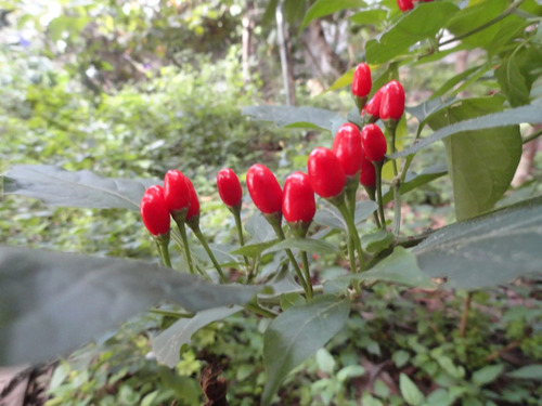 Semillas De Aji Kitucho Capsicum Microcarpum Cumari Picante!