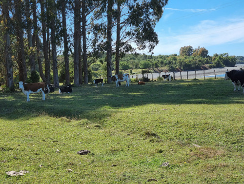 Terreno En Chiloe - Reserva Chucao