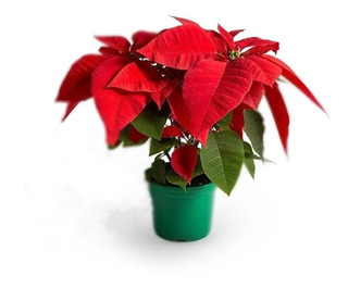 Muda Da Planta Poinsettia | MercadoLivre 📦