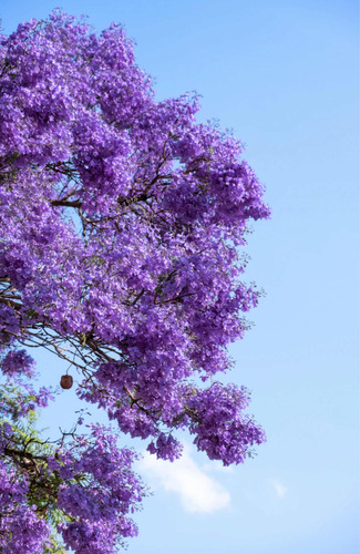 Bonsai Planta Jacaranda 15 Años 35 Cm Maceta Esmaltada N4