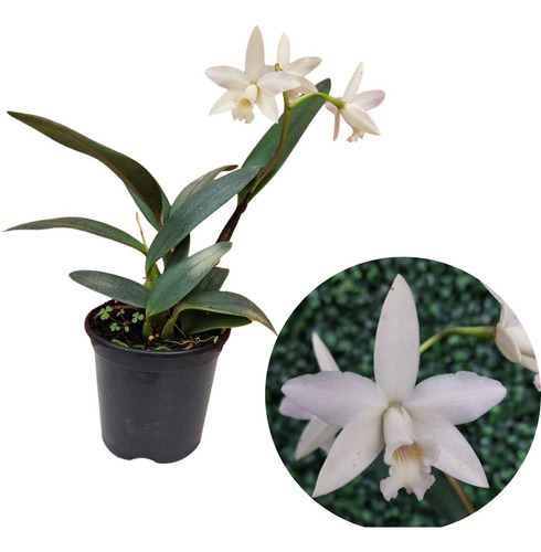 Mini Cattleya Branca Cruzamento Sophronitis Orquidea Exótica