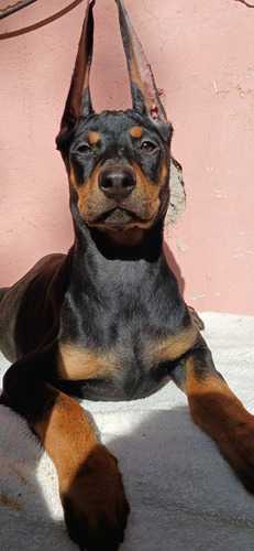 Doberman Cachorros Garantía Impresa De Salud Y Pureza Racial Golondrinos