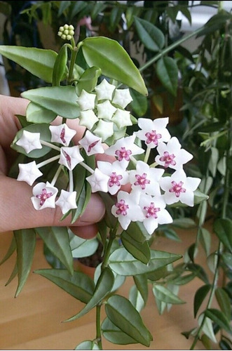 De Semillas Hoya Bella Flor De Cera, Envio Todo Mexico