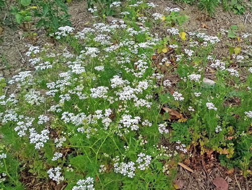 Semillas De Cilantro Criollo De Rancho 5 Kg