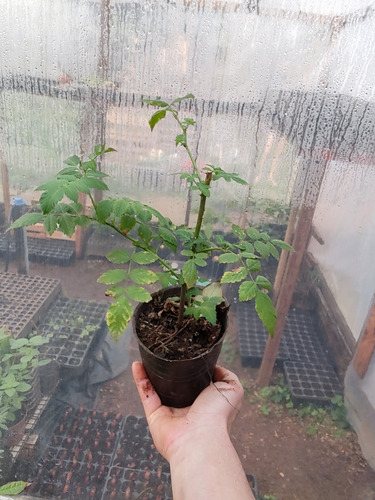 Plantin Frambuesa Misionera