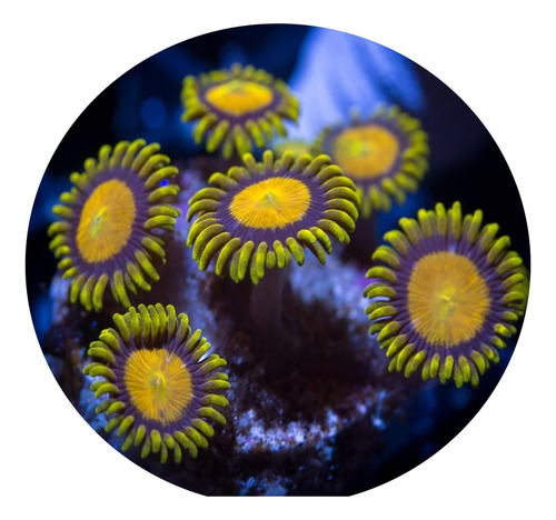 Zoanthus King Midas De 8 A 10 Pólipos