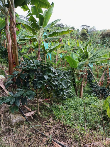 Imagen 5 de 5 de Finca De 8 Cuadras En Cafe Y Platano En Venta A Diez Minutos De Caicedonia Con Terreno Tendido