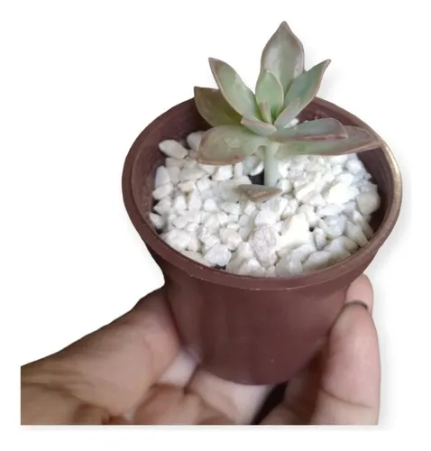 comprar Pack X 40 Sucu Cactus N6
