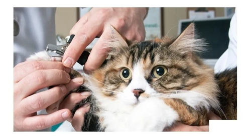 Imagen 4 de 6 de Alicate Tijera Corta Uñas Para Gatos Gatitos Le Salon Small