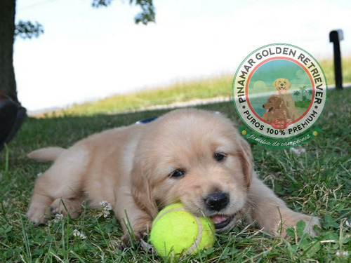 Nuestros Golden Retriever De La Costa Verde A Todo El Pais.