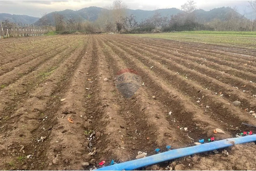 Terreno Agrícola En Rauco: Inversión Ideal