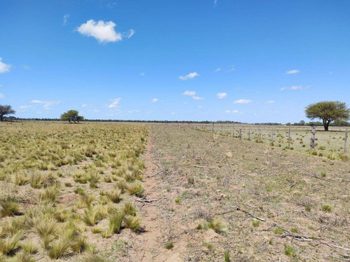 Imagen 9 de 19 de Campo De 95 Has En Ataliva Roca -la Pampa