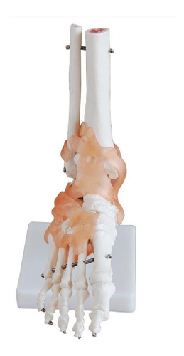 Modelo Articulación De Pie Con Ligamentos