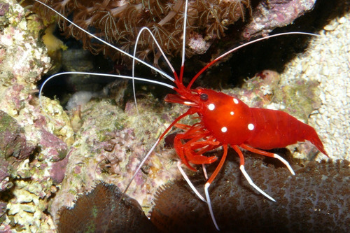 Invertebrado Marino - Lysmata Debelius - Camaron Escarlata