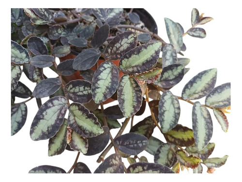 Pellionia Daveauana Begonia Rastrera