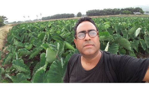 Plantas De Yautia Para Proyectos Grandes